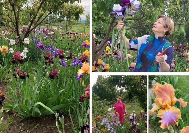 ჟურნალისტი, რომელმაც ტრიალ მინდორზე ზამბახების წალკოტი მოაწყო - "თუ ერთხელ მაინც დაავადდი ზამბახებით, ჩათვალე, რომ მთელი ცხოვრება ახალ ჯიშებზე ოცნება არ მოგასვენებს!"