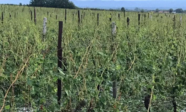 სტიქია ყვარელში - ადგილობრივების თქმით, სეტყვამ ასობით ჰექტარი ვენახი გაანადგურა, მოგლეჯილია ხეები, შეფერხდა საავტომობილო მოძრაობა