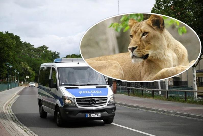 ბერლინში ძუ ლომს ეძებენ - რამდენიმე რაიონში გამოცხადებულია განგაში, მოქალაქეებს შინიდან გასვლა აეკრძალათ