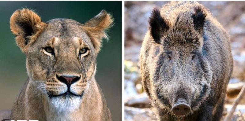 გარეული ცხოველი, რომელსაც ბერლინში ეძებენ, შესაძლოა, არა ლომი, არამედ ტახი იყოს