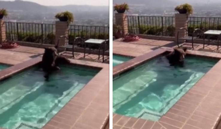 კალიფორნიაში სიცხისგან შეწუხებული დათვი ტყიდან გაიქცა და ერთ-ერთი სახლის აუზში ნებივრობს (ვიდეო)