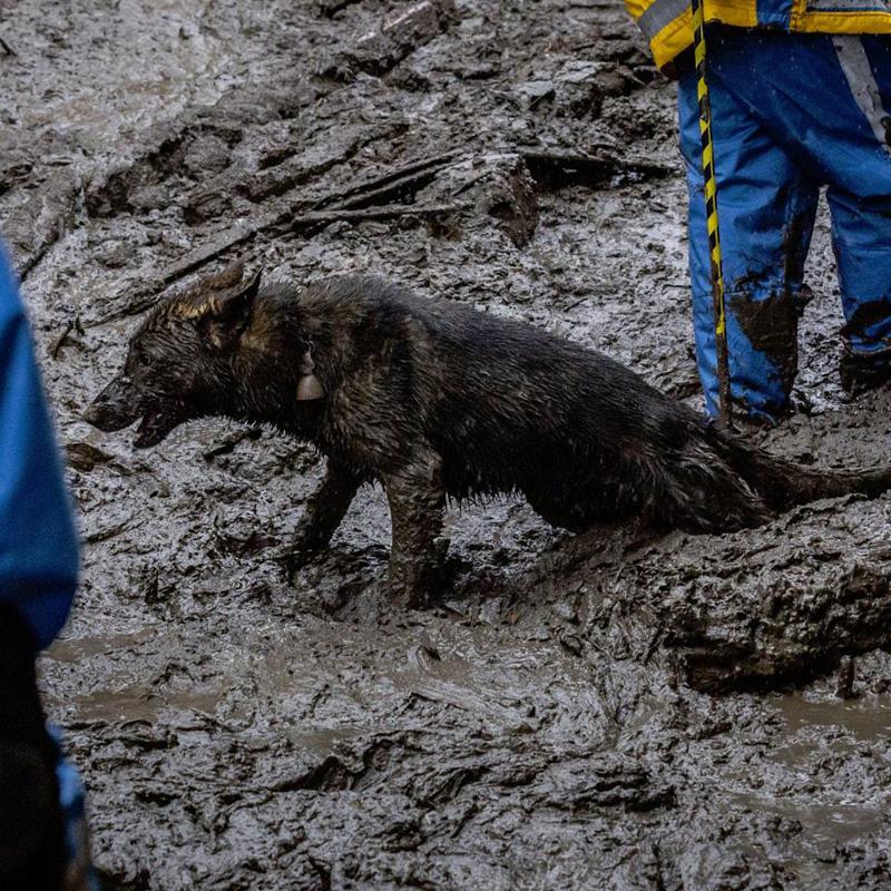 "ყველას დაავიწყდა და ყველამ მიატოვა ოთხფეხა მეგობრები სტიქიის ზონაში ... არავის გამოჰყავს" - მოქალაქეები მეწყერში მოყოლილი ცხოველების გადასარჩენად მოხალისეებს ეძებენ