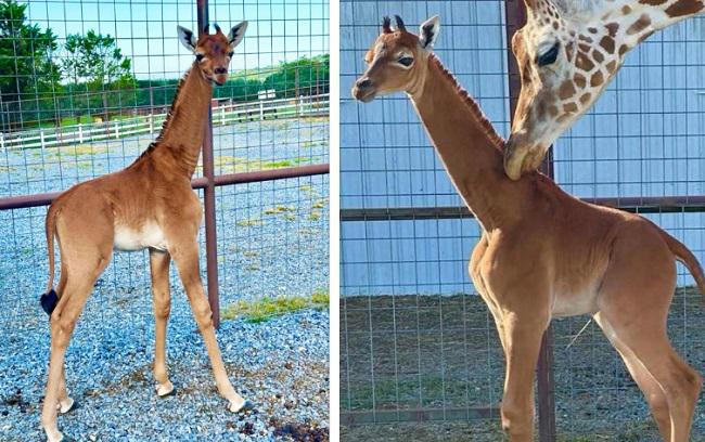 მსოფლიოში ერთადერთი: ტენისის ზოოპარკში ჟირაფი ლაქების გარეშე დაიბადა, რაც ცხოველთა სამყაროში უიშვიათესი მოვლენაა