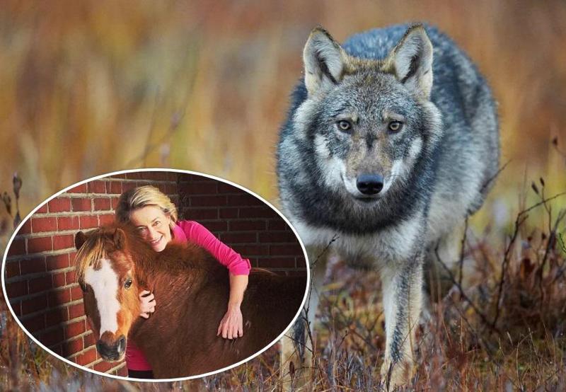 ევროპელები მგლების რიცხვის ზრდამ შეაშფოთა - ამ თემის განხილვას იწყებს ევროკომისია, რომლის პრეზიდენტის პონიც მგელმა იმსხვერპლა