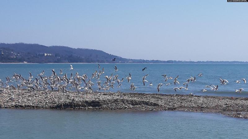 აფხაზეთის სანაპიროსთან ზღვა, სეზონის გათვალისწინებით, რეკორდულად თბილია - სპეციალისტების თქმით, ეს ვითარება საგანგაშო ვარაუდებს აჩენს