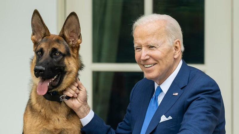 ბაიდენის გერმანული ნაგაზი კომანდერი თეთრი სახლიდან გაასახლეს მას მერე, რაც მან პატრონის დაცვის წევრები დაკბინა