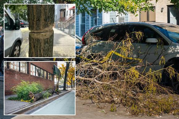 "ღამით ცულმომარჯვებული დადის, მოჭრილ ხეს იქვე ტოვებს" -  ხეების "სერიული მჭრელი" ბრუკლინში: რას ჰყვებიან ადგილობრივები იდუმალ დამნაშავეზე