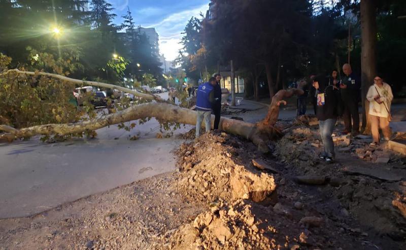 ძლიერი ქარი თბილისში - ზოგიერთ ქუჩაზე ქარმა ხეები მოგლიჯა: რა ხდება ამ წუთებში დედაქალაქში (ფოტოები)