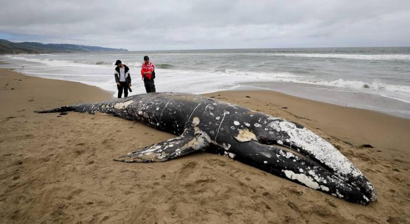 რა დგას რუხი ვეშაპების მასობრივი "თვითმკვლელობის" უკან - მეცნიერებმა ამის მიზეზები შესაძლოა საბოლოოდ გაშიფრეს