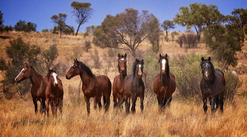 ავსტრალიაში "ბუნების დაცვის" მიზნით 15 ათასზე მეტ ველური ცხენის განადგურება გადაწყდა