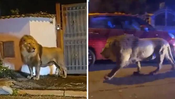 გაქცეული ლომი რომის სიახლოვეს 5 საათი დასეირნობდა - ცირკის თანამშრომლის თქმით, 8 წლის კიმბა ადამიანებისთვის საფრთხეს სულაც არ წარმოადგენდა