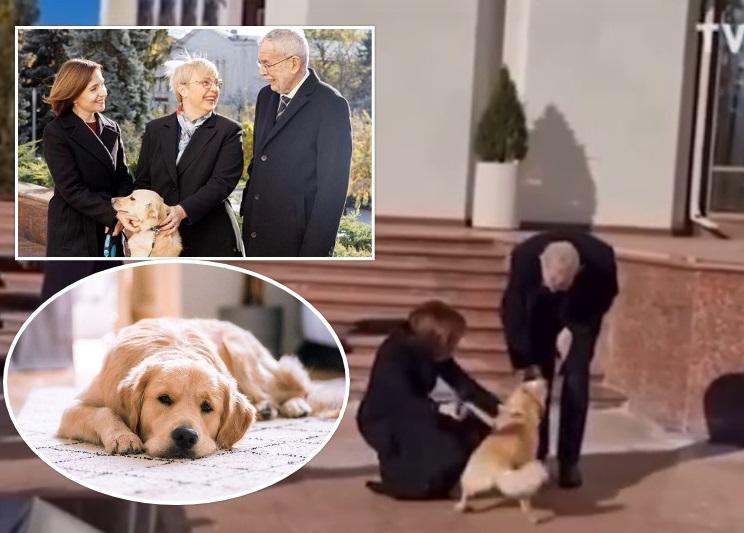 მოლდოვისა და ავსტრიის პრეზიდენტების შეხვედრა ინციდენტით დასრულდა - მაია სანდუს ძაღლმა ალექსანდერ ვან დერ ბელლენს უკბინა (ვიდეო)