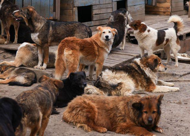 რუსეთის ოლქ ბურიატიაში მიიღეს კანონი, რომელის მიხედვითაც ნებადართულია მაწანწალა ცხოველების დახოცვა