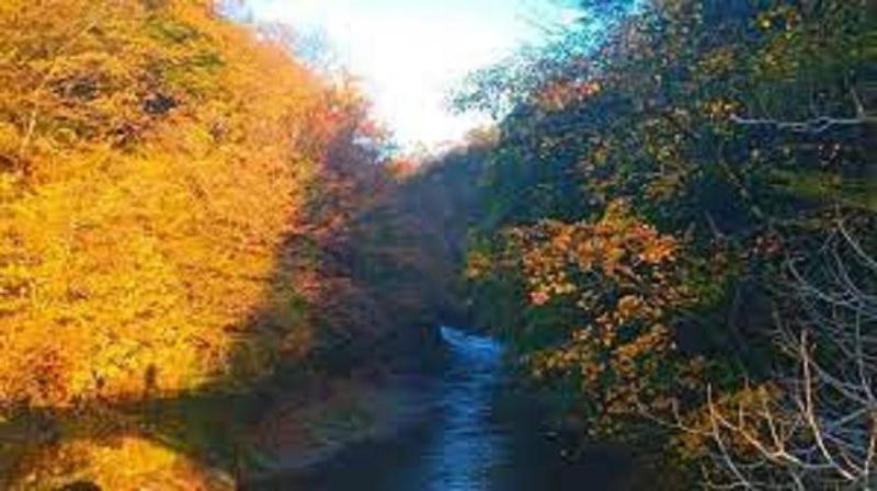 ჩოხატაურში, სოფელ ზოტის სატყეო უბანზე ბრაკონიერთა ჯგუფი ტყის მცველს ფიზიკურად გაუსწორდა