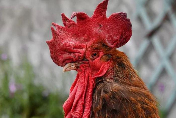 საფრანგეთში მიღებული ახალი კანონის მიხედვით, მამლებს უფლება აქვთ იყივლონ, როცა უნდათ