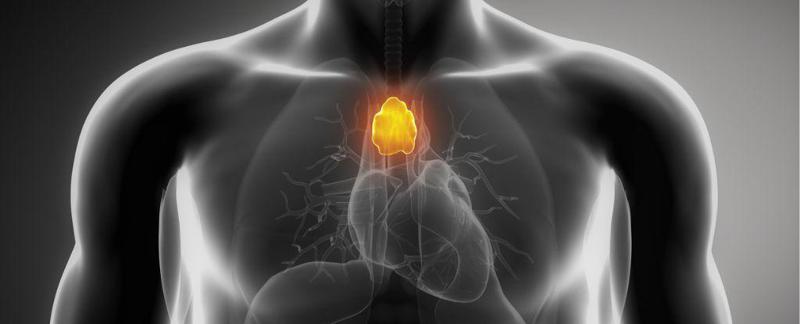 "უსარგებლო" ორგანო, რომელსაც ექიმები პაციენტებს ხშირად აშორებენ, რეალურად კიბოს ებრძვის - რა უნდა ვიცოდეთ თიმუსის შესახებ?