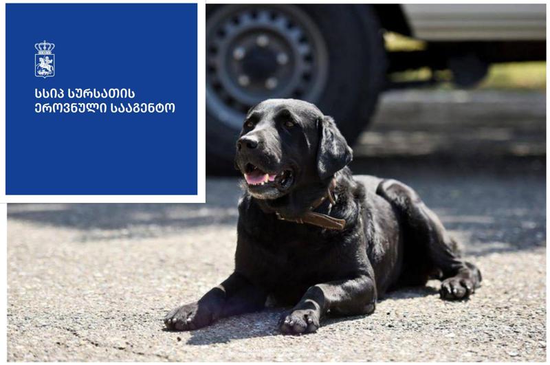 "იძებნება მოზარდი, რომელიც კახეთის გზატკეცილზე, ძაღლმა გაკაწრა... ძაღლს დაუდასტურდა ცოფი" - სეს-ის საგანგებო განცხადება