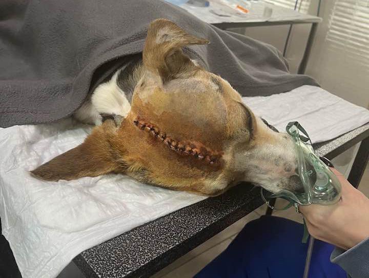 ბაღდათში დაშავებული ძაღლის, რომელსაც უამრავი ადამიანი გულშემატკივრობდა, გადარჩენა ვერ მოხერხდა