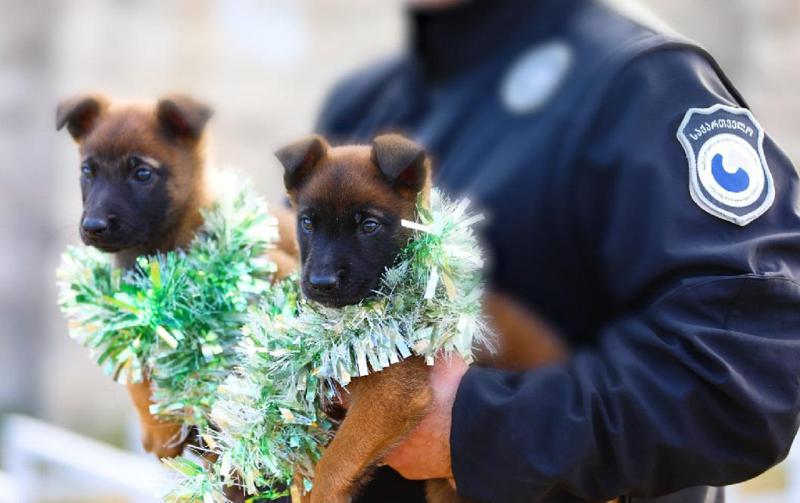 ოთხფეხა მეგობრები, რომლებიც სპეციალურ პენიტენციურ სამსახურში "დაასაქმეს" (ფოტოები)