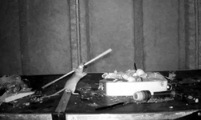 დამლაგებელი თაგვი უელსიდან - შეიძლება თვალებს არ დაუჯეროთ: ვიდეო, რომელშიც ჩანს მღრღნელი, რომელიც 75 წლის მამაკაცის ფარდულს ალაგებს