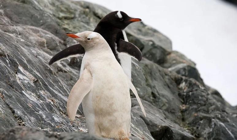 ანტარქტიდაზე თეთრი პინგვინი შენიშნეს - გენეტიკური მუტაცია, რაც პიგმენტაციის ნაწილობრივ დაკარგვას იწვევს