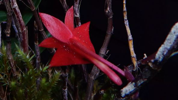 ორქიდეა ვულკანის თავზე, სოკოები ანტარქტიდაზე, მიწისქვეშა პალმა და ა.შ. - მცენარეების და სოკოების 10 ახალი სახეობა, რომლებიც მეცნიერებმა 2023 წელს აღმოაჩინეს