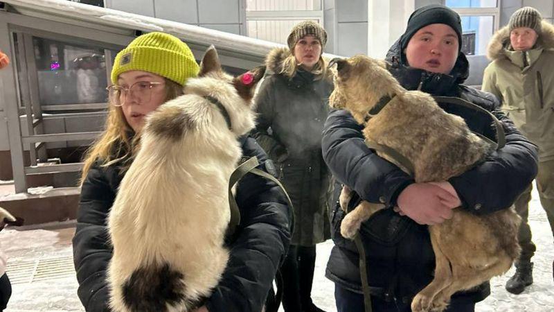 კიდევ ერთი ამორალური გადაწყევტილება რუსეთში: ბურიატიაში მიიღეს კანონი უპატრონო ძაღლების დახოცვაზე - შესაძლოა მალე ეს, ქვეყნის სხვა ოლქებშიც დაუშვან