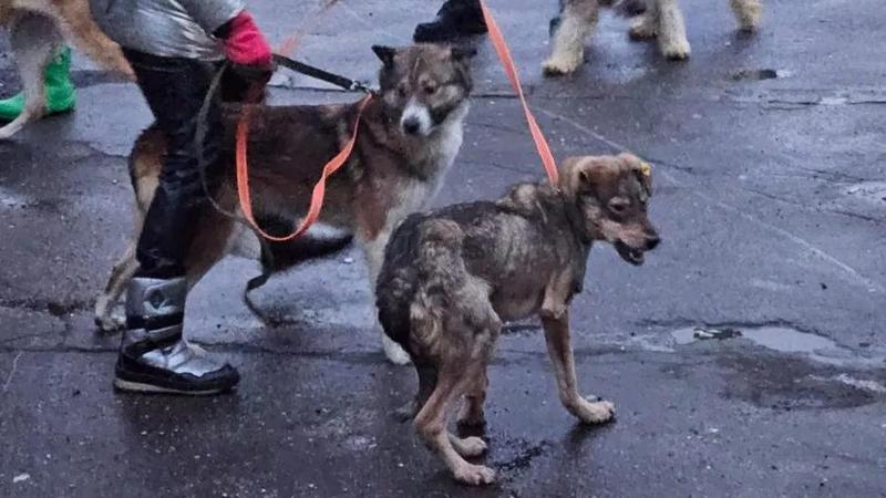 რუსეთის ზოგიერთ რეგიონში მიუსაფარი ცხოველების პრობლემის მოგვარებას მათი დახოცვით ცდილობენ - ახალი რეგულაცია, რომელმაც სისასტიკეს მწვანე შუქი აუნთო