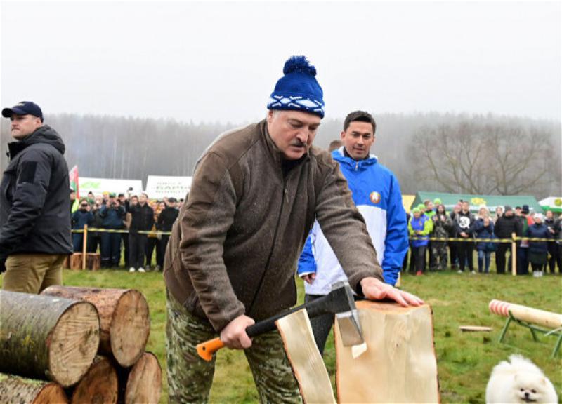 ლუკაშენკოს თქმით, შეშის ჩეხის დროს, 80-კილოიანი მორი ფეხზე დაეცა და დაშავდა