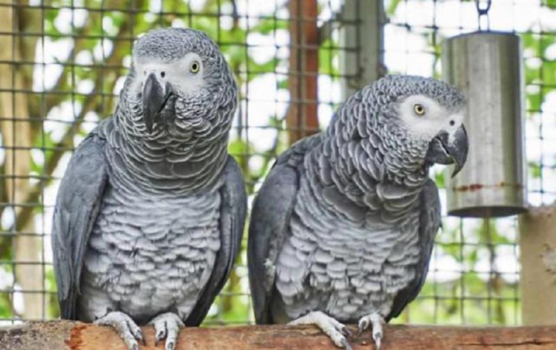 "უზრდელი"  თუთიყუშები - ბრიტანეთის ზოოპარკში თუთიყუშებისთვის ბილწსიტყვაობის გადასაჩვევად, რეაბილიტაციის გეგმა შეიმუშავეს