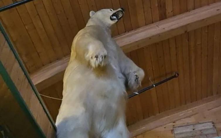 უჩვეულო ძარცვა კანადაში  - მოპარულია პოლარული დათვი: რას აცხადებენ სამართალდამცველები