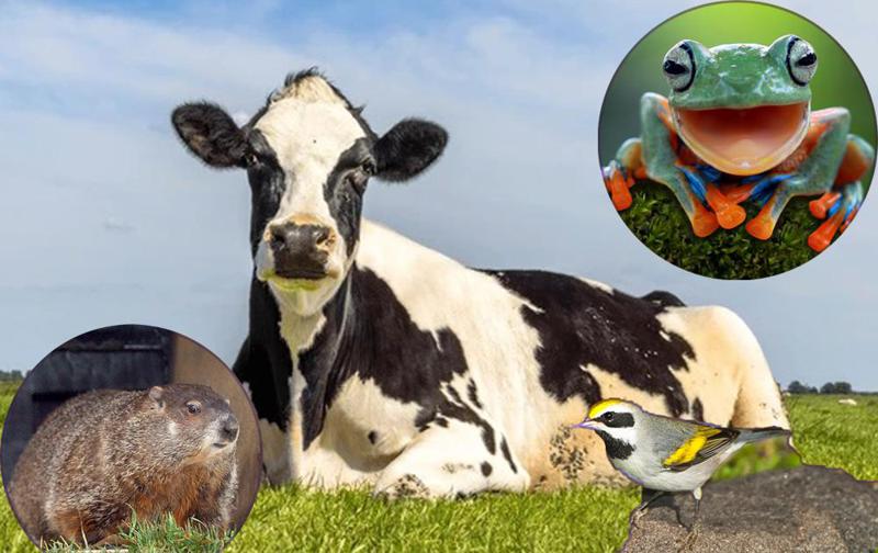 ცხოველები, რომლებიც სინოპტიკოსებს არ ჩამოუვარდებიან - რომელი ცხოველი გამოირჩევა ამინდის ცვლილების მიმართ განსაკუთრებული მგრძნობელობით: რას ამბობს მეცნიერება