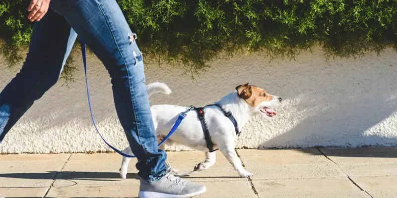 სამზე მეტ შინაური ცხოველის რეგისტრაციის შემთხვევაშიც კი შეზღუდვა არ გავრცელდება მათზე, ვინც ცხოველის რეგისტრაციას 2025 წლის 1-ელ ივლისამდე უზრუნველყოფს