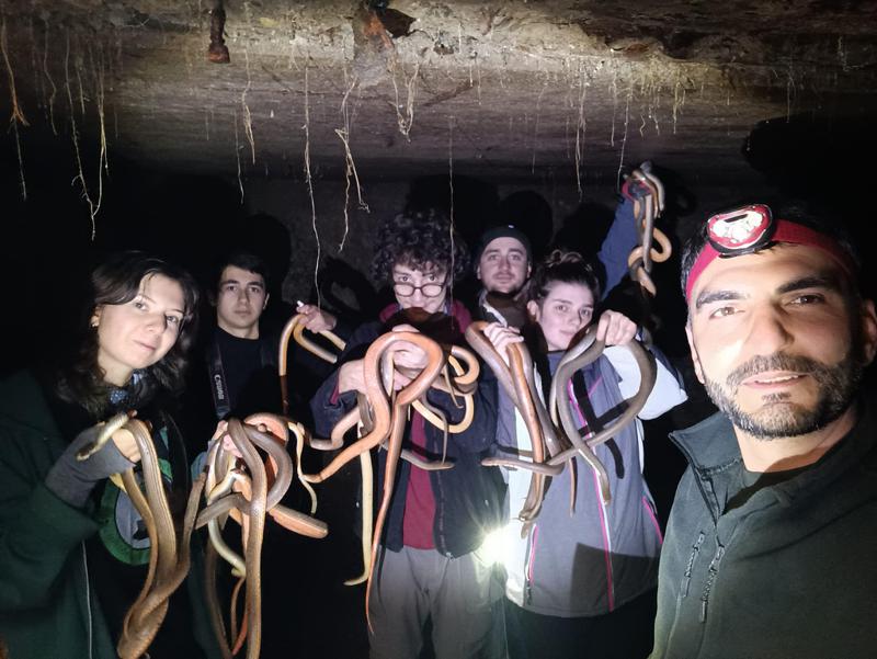 "ასეთი, ჩვენი მონაცემებით, მსოფლიოში არავის უნახავს და შეუსწავლია" - ჰერპეტოლოგებმა ქარელში ქვეწარმავლების გამოსაზამთრებელი ადგილი აღმოაჩინეს (ფოტო, ვიდეო)