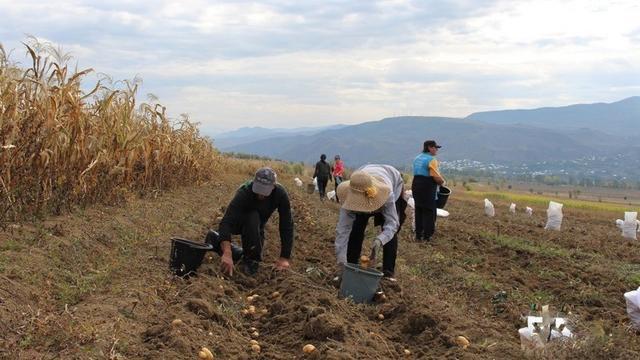 რომელია ის 3 ქვეყანა, საიდანაც საქართველოში ყველაზე მეტი იაფი მუშახელი შემოჰყავთ?