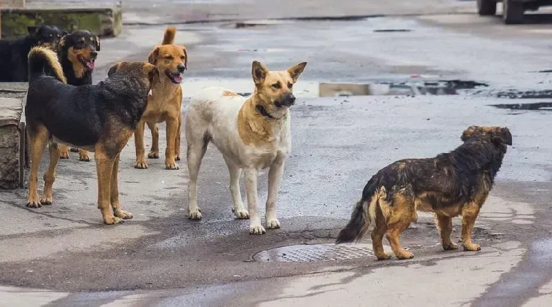 სულ რამდენი  მიუსაფარი ძაღლია თბილისში და მათგან რამდენია სტერილიზებული ?