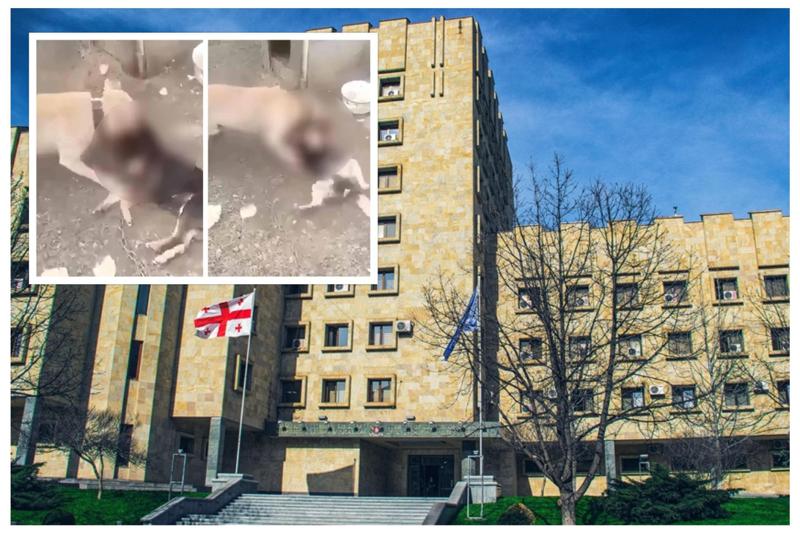 ბრალი წარედგინა არასრულწლოვანს, რომელმაც საკუთარ პიტბულს ძაღლი დააგლეჯინა - რა განცხადებას ავრცელებს პროკურატურა?