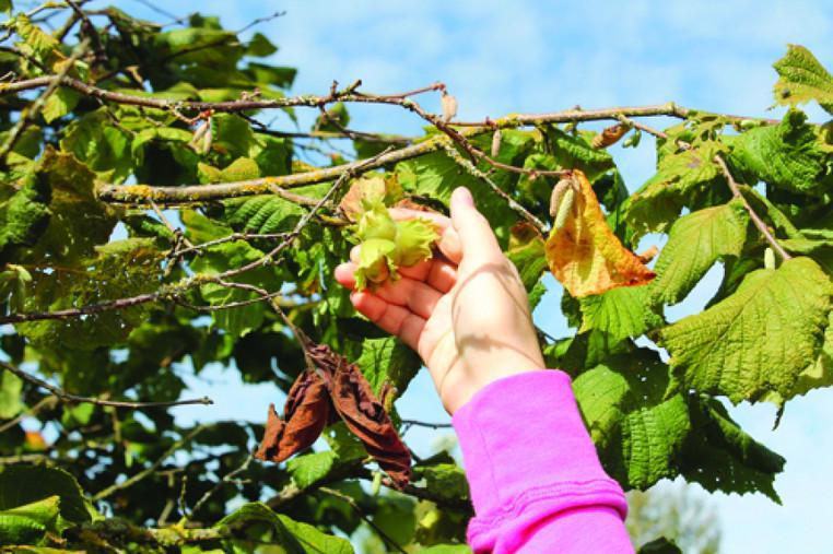 სახელმწიფო  ერთწლიანი კულტურებისა და თხილის მსხვილ მწარმოებლებს სესხს დაუფინანსებს - რა ხდება ცნობილი?
