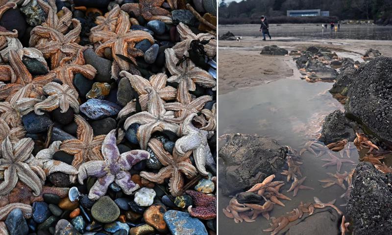 სანაპიროებზე ასობით ზღვის ვარსკვლავი გამოირიყა - რას ამბობენ ბიოლოგები გამომწვევ მიზეზებზე?