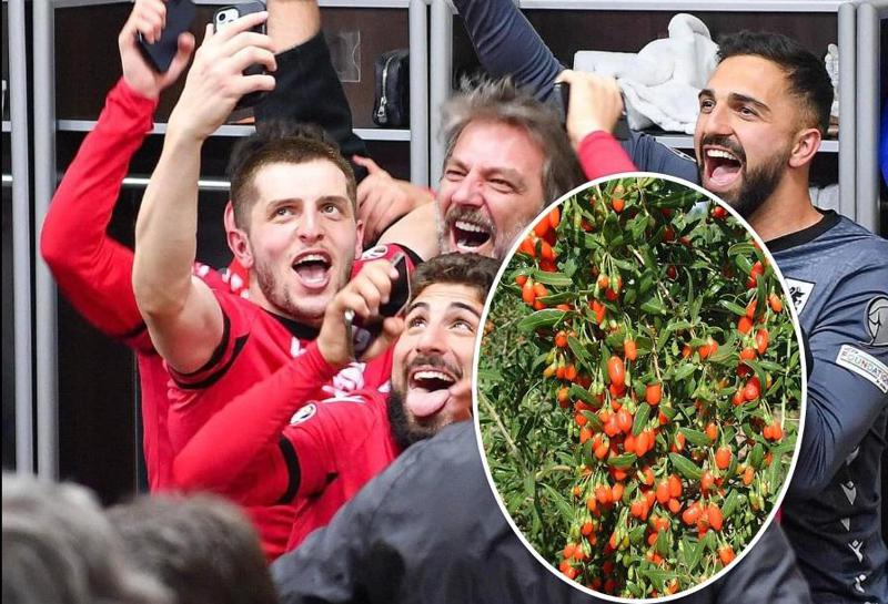 რა არის გოჯი ბერი, იგივე მგლის კენკრა, რომელიც ცნობილი საქართველოს ეროვნული ნაკრების მენიუდან გახდა და ხარობს თუ არა ეს მცენარე საქართველოში?