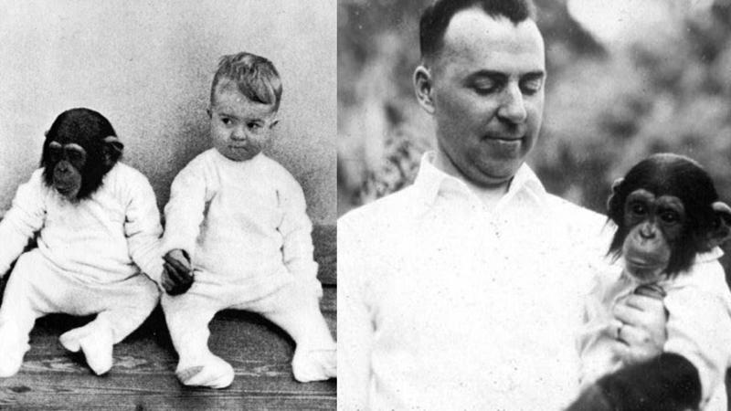ვინ იყო მეცნიერი, რომელმაც საკუთარი შვილი შიმპანზესთან ერთად გაზარდა - სასტიკი ექსპერიმენტის შედეგი
