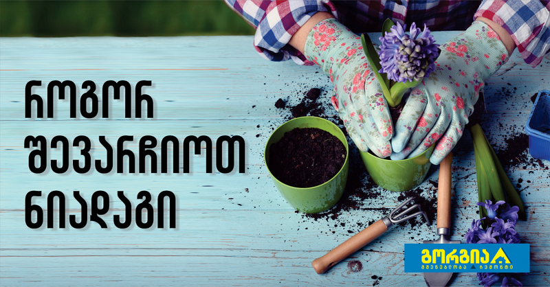 როგორ შევარჩიოთ ნიადაგი მცენარისთვის სწორად?