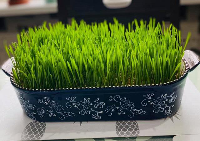 "ჯეჯილი ბევრად სწრაფად ამოვა და უფრო ხასხასა იქნება, თუ ..." - როგორ მოვრწყოთ სააღდგომო ჯეჯილი სწორად