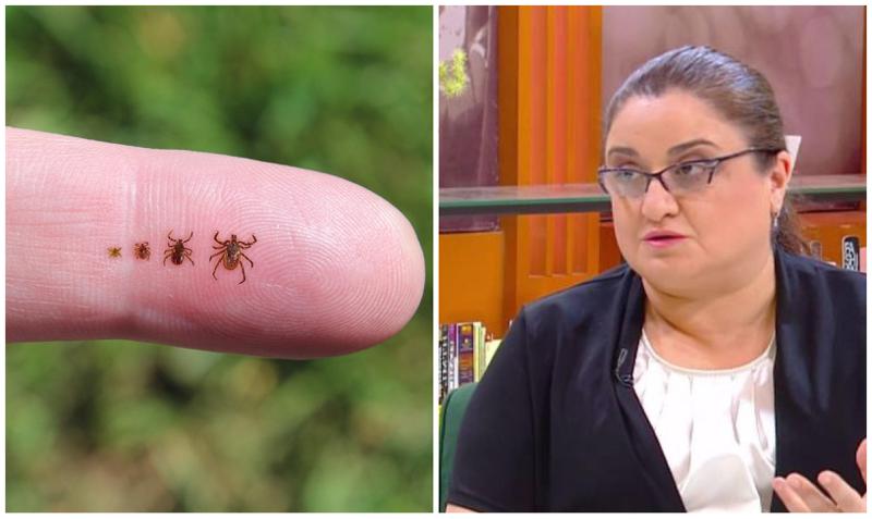 ტკიპების გავრცელების სეზონი იწყება: რა დაავადებებს იწვევს მათი ნაკბენი და  როგორც დავიცვათ თავი - ინფექციონისტის რჩევები