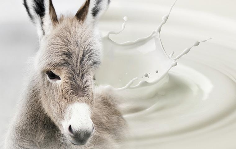 ერთი ლიტრი ვირის რძე 80 ლარი ღირს - როგორია მოთხოვნა მასზე?