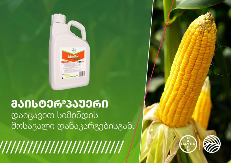 მაისტერ პაუერი – ინოვაციური ჰერბიციდი, რომელიც სიმინდის დაცვის ახალ ხედვას გვთავაზობს