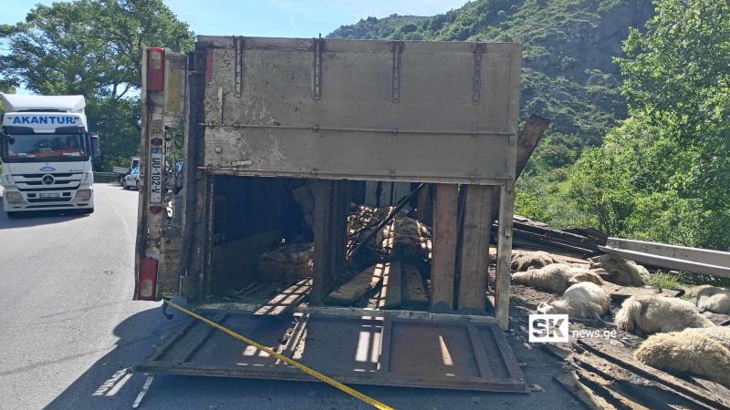 ახალციხე-ასპინძის გზაზე ცხვრებით სავსე ტრაილერი გადაბრუნდა - რა ხდებოდა ადგილზე?