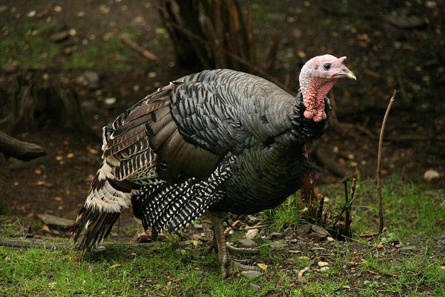 როგორ გამოკვებოთ ინდაური სწორად - დეტალური ინსტრუქცია