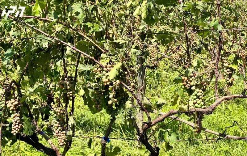 სეტყვა, წვიმა და ძლიერი ქარი ლაგოდეხში - დაზიანდა ვენახები, საზამთროსა და ნესვის ბაღები