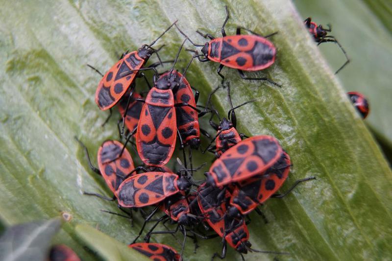 როგორ მოიქცეთ, თუ ბაღს ხოჭო-ჯარისკაცი შემოესია